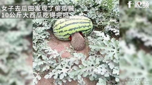 瓜田里吃瓜的视频,一场别开生面的吃瓜直播