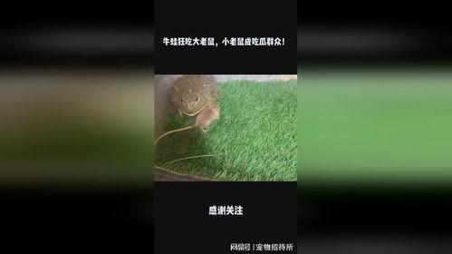 老鼠上街吃瓜,老鼠上街吃瓜背后的社会现象解析