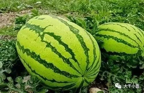 射阳吃瓜孙家,揭秘孙家背后的故事